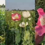 ‘I Love You’ मेसेजने खाते रिकामे होऊ शकते! व्हॅलेंटाईन डे निमित्त 3 धोकादायक स्कॅमपासून सावध रहा